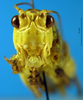 CollectionObject 1567131; 8663da43-3ad4-47bc-aec3-3ca07c793384: male, frontal view. (CollectionObject).