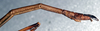 CollectionObject 1561656; c57d1036-1d61-41b6-ac02-e70ccd9b783f: copyright NMW, Vienna. male: end of abdomen, lateral view (syntype). (CollectionObject).;CollectionObject 1561657; af7f8b0c-f2ac-4f70-80bd-bccbec69bda6: copyright NMW, Vienna. male: end of abdomen, lateral view (syntype). (CollectionObject).