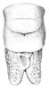 Melanonotus powellorum Rentz, 1975: Pl. III, Fig. 15. male pronotum and tegmina, dorsal view. (Otu).