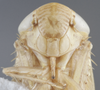 Head: Head/Face. (Observation).