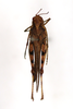 CollectionObject 1594379; 3f98fba9-2a9d-467d-be6e-1f553b4e306f: female, dorsal view (paratype of Dittopternis handschini). (CollectionObject).