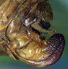 CollectionObject 1517295; 9fc75fe7-1adc-4dd0-999c-5b6e5a31712d: female ovipositor (holotype). (CollectionObject).