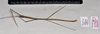 CollectionObject 1597518; QIMR T250918, b9f4e360-c55d-4e8d-a145-d1c3c428db39: copyright QM. male, lateral view (paratype). (CollectionObject).