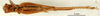 CollectionObject 1545387; 1f13d385-369d-434b-91fc-2bbc73519685: female, ventral view (paralectotype). (CollectionObject).