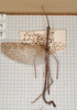 CollectionObject 1556983; ed1e0dcb-254d-459d-bdc7-06f0b740a8c7: copyright SAM, Adelaide. male of synonym Acrophylla paula (holotype). (CollectionObject).