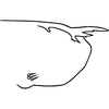 Pygofer, lateral view: Pygofer, lateral view. (Observation).
