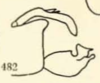 Pygofer, ventral view on Euhyloptera corticalis Fennah, 1945: (Observation).