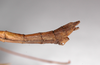 CollectionObject 1563571; 933df58e-b954-4a25-86f1-aed56a6561ba: copyright ZMHB, Berlin. male: end of abdomen, lateral view (syntype). (CollectionObject).