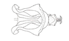 Dichroplus paraelongatus Carbonell, 1968: Fig. 76. cingulum and endophallus, dorsal view. (Otu).