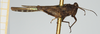 CollectionObject 1580135; c568fedd-d041-4012-81a9-e144a6b64a8e, NHMUK010924544: male (syntype), lateral view. (CollectionObject).