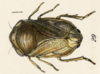 Habitus, dorsal view on Clastoptera unicolor Fowler, 1898 now Clastoptera xanthocephala Germar, 1839: (Observation).