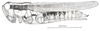 Dichroplus mantiqueirae Ronderos, Carbonell & Mesa, 1968: Fig. 97. female habitus. (Otu).