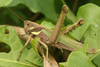 FieldOccurrence 3680; d5507160-8184-4c65-9218-d3772048452a; Costa de Hudson, Arroyo Negro, 2024/04/06: (FieldOccurrence).