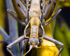 CollectionObject 2741794; 1858d565-79f4-4dee-a3b0-989f3e0c3da5: Male, dorsal view of head and pronotum. Curacaví, Santiago, Chile. (CollectionObject).
