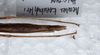 CollectionObject 1576071; f30be167-569e-4705-a21a-3b84e585338e: copyright ZRC, Singapore. female: end of abdomen, ventral view (holotype). (CollectionObject).