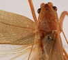 CollectionObject 1534531; ed87de70-c4b0-40b6-b0d6-ecdfb1b3b9d7: female pronotum, dorsal view (holotype of Scopiorus muticus). (CollectionObject).
