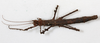 CollectionObject 1558172; 8948cf4d-207b-4e67-b86b-569924ea49cf: copyright NMW, Vienna. female, dorsal view (syntype). (CollectionObject).;CollectionObject 1558173; 08870ce4-b04c-4543-a31f-b1409d0348f5: copyright NMW, Vienna. female, dorsal view (syntype). (CollectionObject).