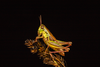 CollectionObject 2008376; b389b065-d674-4183-977b-6faad4fc60b2: green female alive, lateral view. (CollectionObject).