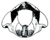 Head on Calonia signata (Ball, 1902): Calonia signata, face. (Observation).