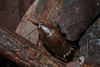 CollectionObject 1593895; f7b322d1-2862-41c0-919f-b37c32838202: Copyright C. C. Lucañas. Male on small spring at night. (CollectionObject).
