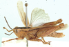 Cardenius bivittatus Bolívar, 1911: lateral view. (Otu).
