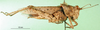 CollectionObject 1501080; d72582d4-259e-4409-9a69-58e1d00a1b81: female, lateral view (holotype of Descampsacris klugi). (CollectionObject).