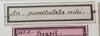 CollectionObject 1532117; NMW 393 b, 6fdd0242-d30b-4123-b80e-dd5319ceb3dd: labels in box (holotype). (CollectionObject).