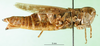 CollectionObject 1578416; e791462e-05e4-4139-bca3-d01ca262559a: female, lateral view (paratype). (CollectionObject).