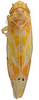 Habitus, dorsal view: Habitus (paratype of E. rubida Knull, OSU collection). (Observation).