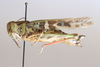 CollectionObject 1528878; 5c7ae948-9bf6-4843-958d-3c9b2a4c4a9e: female, lateral view (syntype of Oedaleus asiaticus). (CollectionObject).