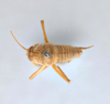 CollectionObject 2738253; 2849ea8d-7156-40ce-84e2-ae2138e66d5c: Ceuthophilus arizonensis. Dorsal view. (CollectionObject).