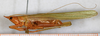 CollectionObject 1592161; NMW 22600, a4cacc60-b5d3-4026-a848-ad8f721132c2: male, lateral view. (CollectionObject).