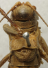 CollectionObject 1535227; ef3d83c7-fa96-4d71-a453-94766ada6941: male pronotum, dorsal view (lectotype). (CollectionObject).