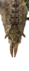 CollectionObject 1848873; Unioeste Cascavel K-0566, bc69bc91-c8ee-473c-9f10-0bd742983b71: Female. End of abdomen, dorsal view. (CollectionObject).