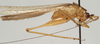 CollectionObject 1527068; 77a89ab4-c0d8-4184-b1e9-21cddaf9fccd: male, lateral view (holotype). (CollectionObject).
