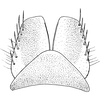 Subgenital plate: !! display not done !! on Turrutus socialis (Flor, 1861): Subgenital plate. (Observation).