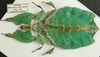 Pulchriphyllium giganteum (Hausleithner, 1984): copyright Royce Cumming. female, ventral view (from Peninsular Malaysia). (Otu).