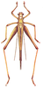 Deflorita (Deflorita) deflorita (Brunner von Wattenwyl, 1878): Pl.3, Fig.7. male, dorsal view. (Otu).