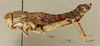 CollectionObject 1518746; 37b74600-c671-4fb1-a9be-a80ff13ed95f: female, lateral view (holotype). (CollectionObject).