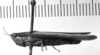 CollectionObject 1531133; 768bc49f-ab89-4865-ac61-e53e5df55363: Image Carbonell, C.S. female, lateral view (syntype of Gryllus lineatus). (CollectionObject).