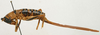 CollectionObject 1535037; 20c4037b-51ee-4c7f-a66a-4284a02ac41a: female, lateral view (holotype). (CollectionObject).