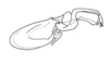 Ampelophilus meridionalis (Bruner, 1908): Fig. 70. endophallus, lateral view. (Otu).