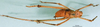 CollectionObject 1565152; d9a394e9-b0da-4ed3-b723-76943328e4bc: male, dorsal view (syntype). (CollectionObject).