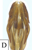 Aedeagus, dorsal view: !! display not done !! on Cenchrea dorsalis (Westwood, 1840): (Observation).