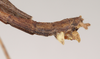CollectionObject 1557206; NHMUK(SF IMPORT DUPLICATE) 844748, 05419db8-951b-49b9-9e62-e5a487ac9425: copyright Natural History Museum, London. male: end of abdomen, lateral view (holotype). (CollectionObject).