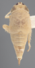 Habitus, dorsal view on Athysanella (Amphipyga) ectopa Blocker, 1990: Dorsal. (Observation).