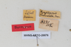 CollectionObject 1506461; 9ec82bb6-3b98-4b2e-b745-47bd3137269d: female, labels (syntype). (CollectionObject).