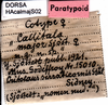 CollectionObject 1580307; 5d398b37-7357-42ce-b9c8-088f63f770bb: labels (paralectotype). (CollectionObject).
