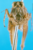 CollectionObject 1566517; 18a6c274-48a7-47f2-91e1-4ca8bb653853: female, frontal view. (CollectionObject).