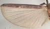 CollectionObject 1559093; f36c70cd-acc5-4588-b48e-fae8019a3fd9: copyright Natural History Museum, London. male, hindwing (syntype). (CollectionObject).